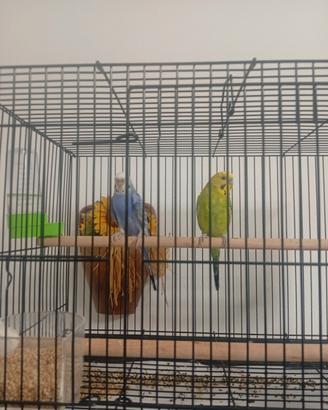 Coppia pappagallini cocorita + gabbia
