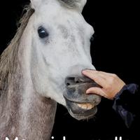 Cavallo Arabo egiziano