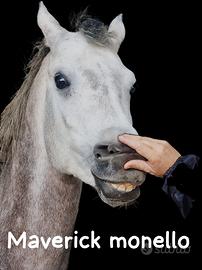 Cavallo Arabo egiziano