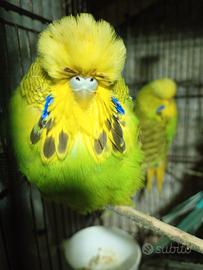 Cocorito ondulati inglesi