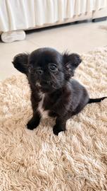 Chihuahua pelo lungo