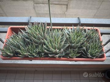 Pianta grassa Aloe aristata in vaso