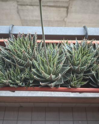 Pianta grassa Aloe aristata in vaso