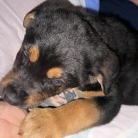 Rottweiler/golden retriever