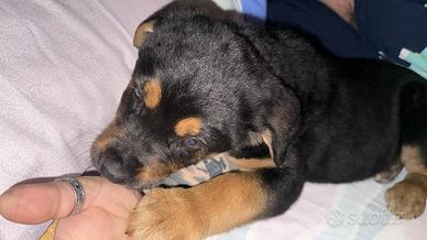 Rottweiler/golden retriever