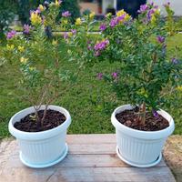 piante in vaso di mirtifoglio (polygala myrtifolia