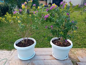 piante in vaso di mirtifoglio (polygala myrtifolia