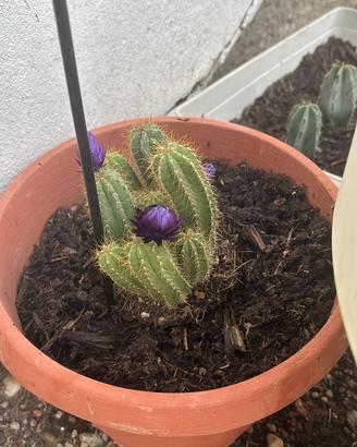 Cactus