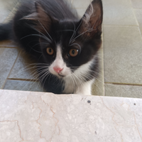 Siamo pronti a rubare il tuo cuore