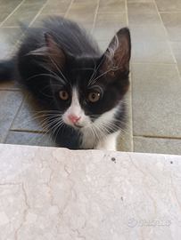 Siamo pronti a rubare il tuo cuore