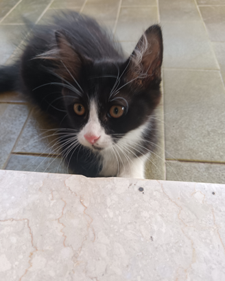 Siamo pronti a rubare il tuo cuore