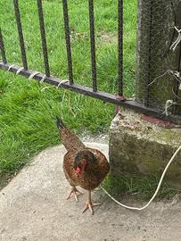 Galline Raza Aseel e coppia di amrok giovane