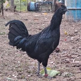 Galli Cemani