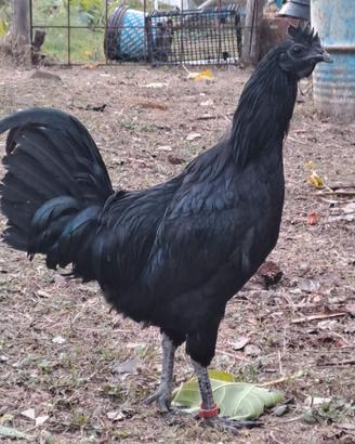 Galli Cemani