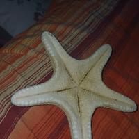 stella marina grande 