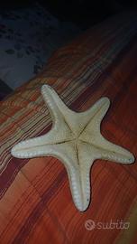 stella marina grande 