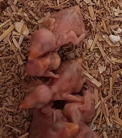 Pulli di Parrocchetto dal collare