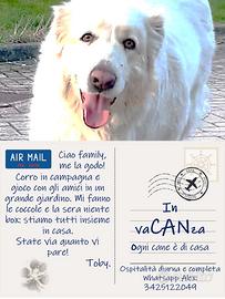 Ospitalità diurna e completa per cani,