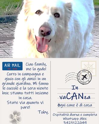 Ospitalità diurna e completa per cani,