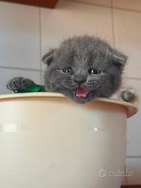 Scottish fold