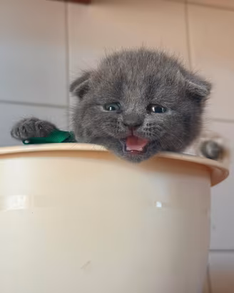 Scottish fold