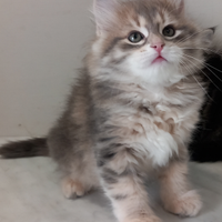 Cucciolo gatto siberiano