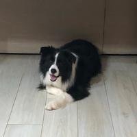 Border collie X accoppiamento