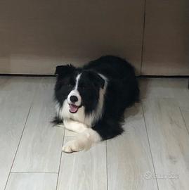 Border collie X accoppiamento