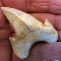 Set di 3 denti di squalo fossili – naturali – 