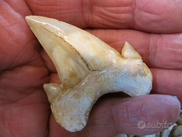 Set di 3 denti di squalo fossili – naturali – 