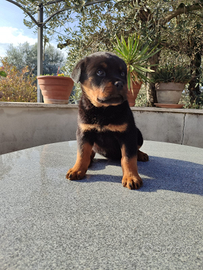 Cucciola di Rottweiler pura