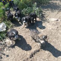 Cuccioli border collie
