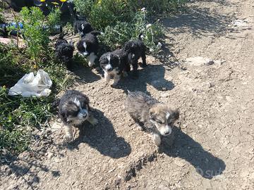 Cuccioli border collie
