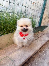 Volpino pomerania TOY 2 mesi maschio disponibile