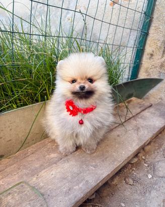 Volpino pomerania TOY 2 mesi maschio disponibile