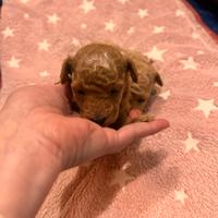 Barboncina mini toy red