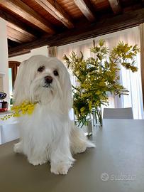 Accoppiamento Lhasa Apso (Simba)