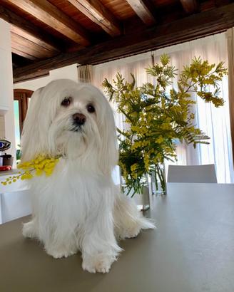 Accoppiamento Lhasa Apso (Simba)