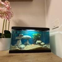 Acquario 20 litri