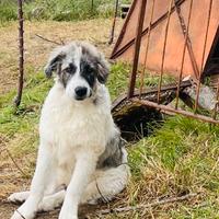 Adozione del cuore per il cucciolo Boss