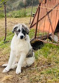 Adozione del cuore per il cucciolo Boss