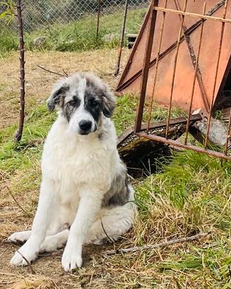 Adozione del cuore per il cucciolo Boss
