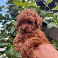 Cloè femmina di barboncino toy