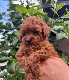 Cloè femmina di barboncino toy