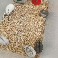 Criceti piccoli roborosky