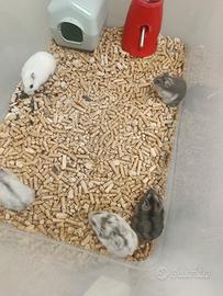 Criceti piccoli roborosky