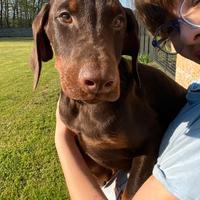 Dobermann cuccioli pagamento a rate senza interess