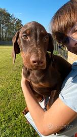 Dobermann cuccioli pagamento a rate senza interess