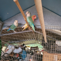 Inseparabili