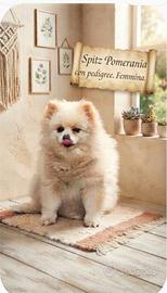 Femmina spitz pomerania di 6 anni